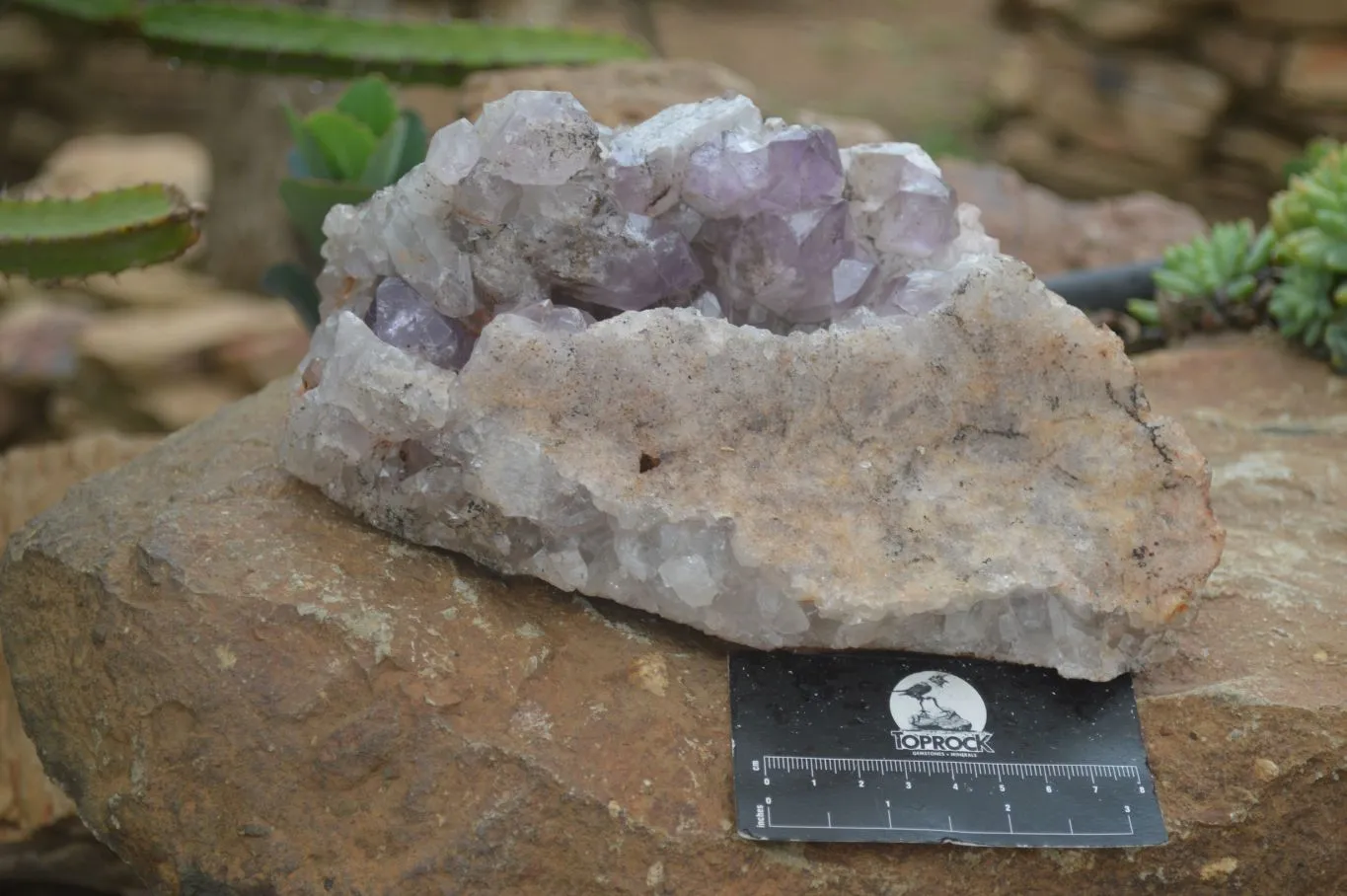 Natural Jacaranda Amethyst Cluster x 1 From Mumbwa, Zambia